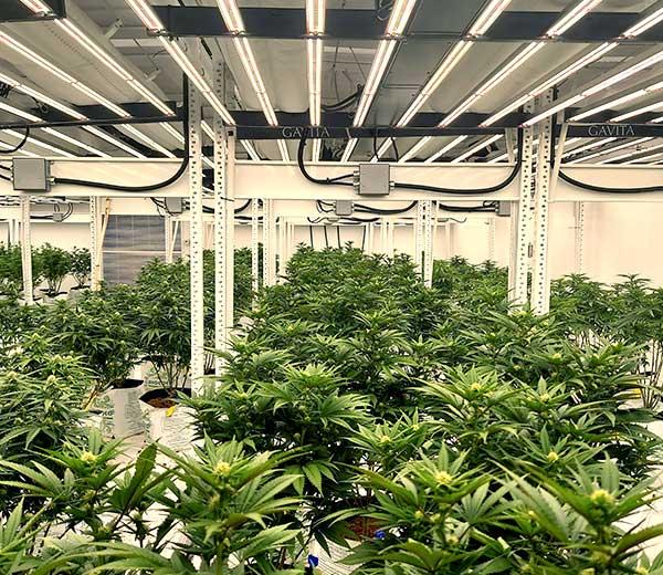 cannabis plants on racking system in grow facility